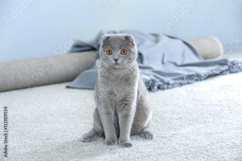 Fototapeta Naklejka Na Ścianę i Meble -  Cute funny cat sitting on carpet at home