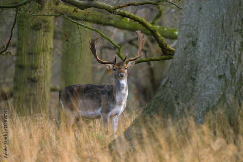 Fallow Deer Cervus dama buck in winter at Holkham Norfolk