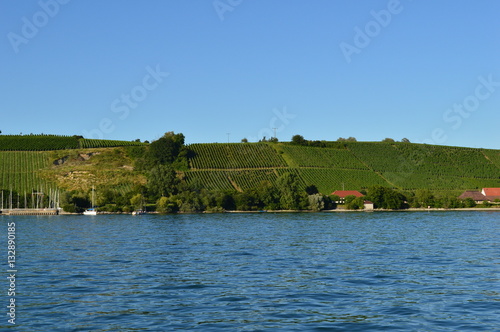 idylic vineyard at Lake of Constance photo