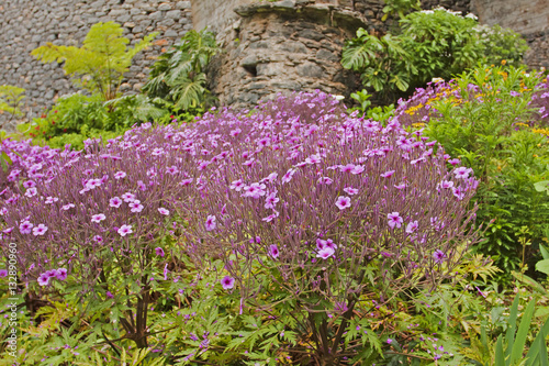 Bushes purple flowers - "Geranium maderense", known as giant herb-Robert or the Madeira cranesbill, is a species of flowering plant in the Geraniaceae family, native to the island of Madeira. 