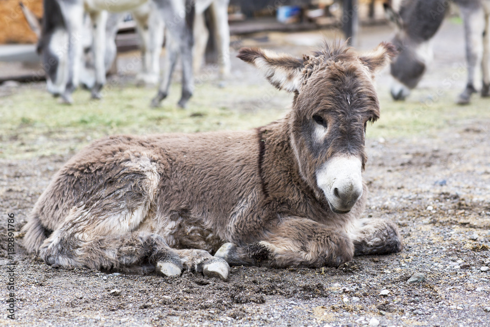 Wild donkey is in a small town. Portrait of animal close-up. 
