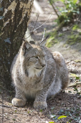 sitting lynx © picture.jacker