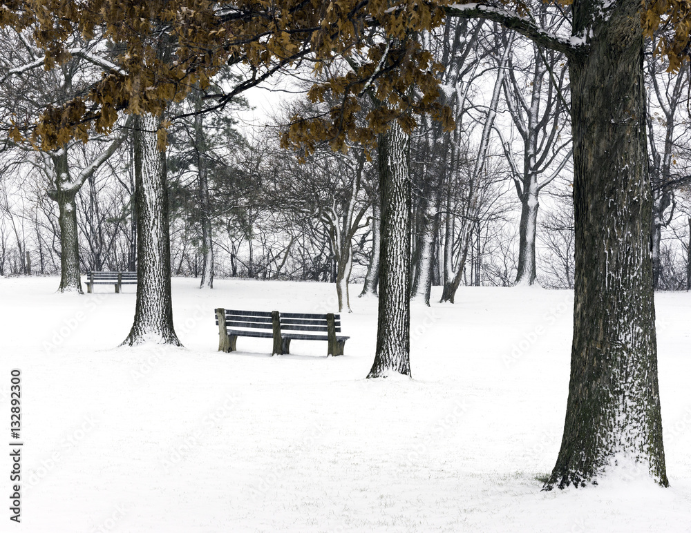 Park bench under tall snow covered trees and landscape