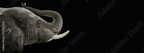 Słonia zbliżenie czarno-biały sztandar