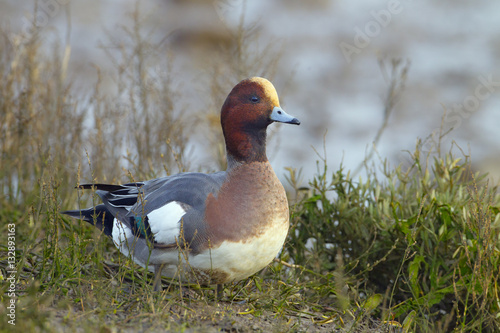Wigeon Anas penelope feeding on grass at the side of a creek