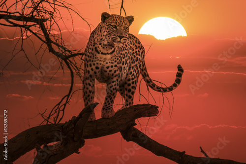 sunset leopard on branch
