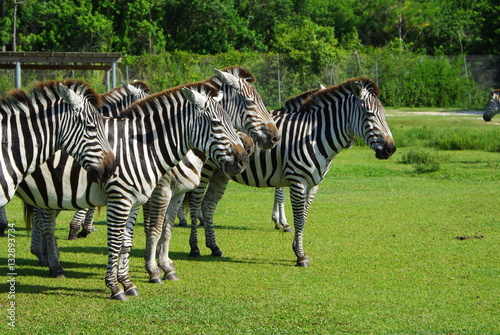 zebras