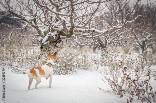 Fototapeta Naklejka Na Ścianę i Meble -  fox terrier gun dog hunting in winter gardens