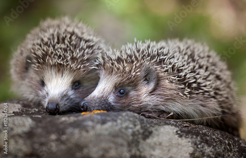 Hedgehog on a rock in the forest