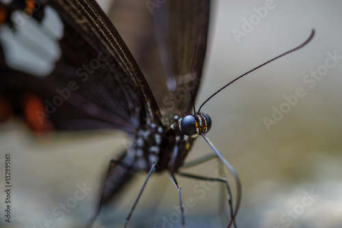 Close-up vom Schmetterling