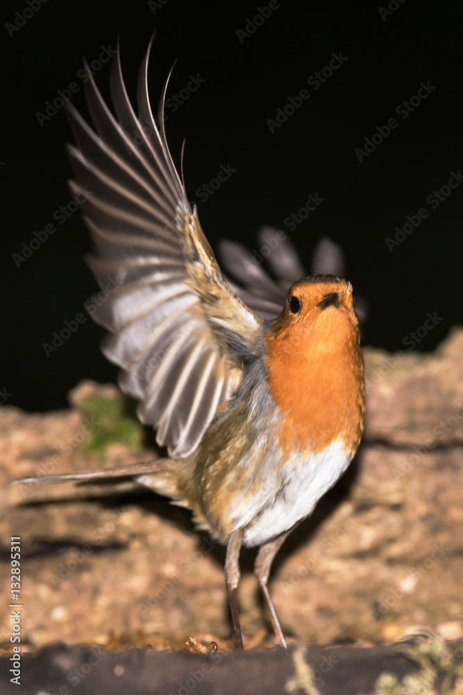 Fototapeta premium European Robin, Erithacus rubecula 