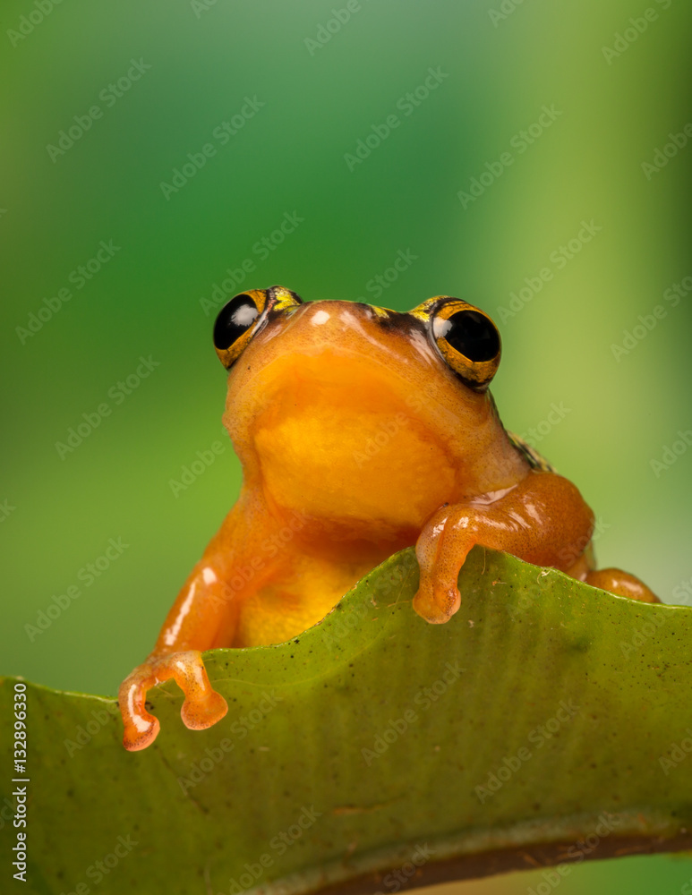 Obraz premium Golden Sedge Frog perched on a leaf with green foliage background.