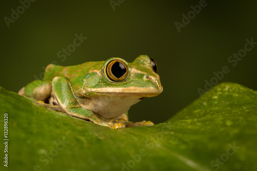 Peacock tree frog perched on a leaf with green background. 