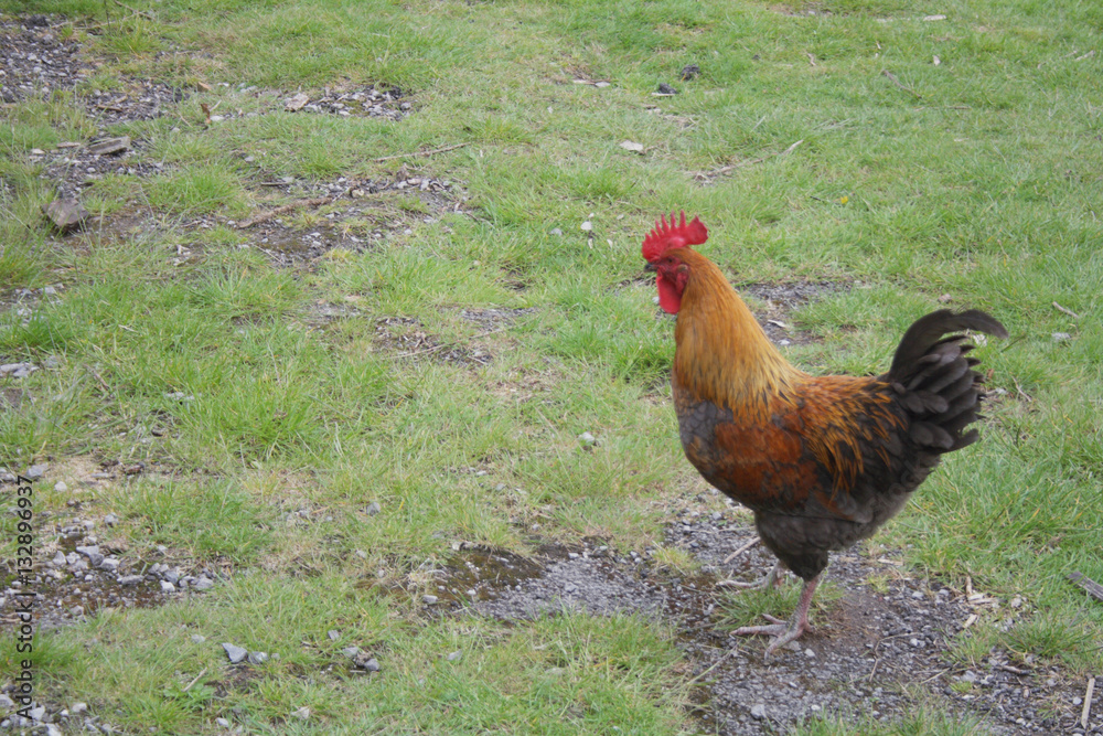 Fototapeta premium Domestic Chicken