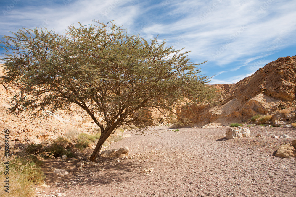 Acacia Tree in the stone desert - Red Canyon, Israel