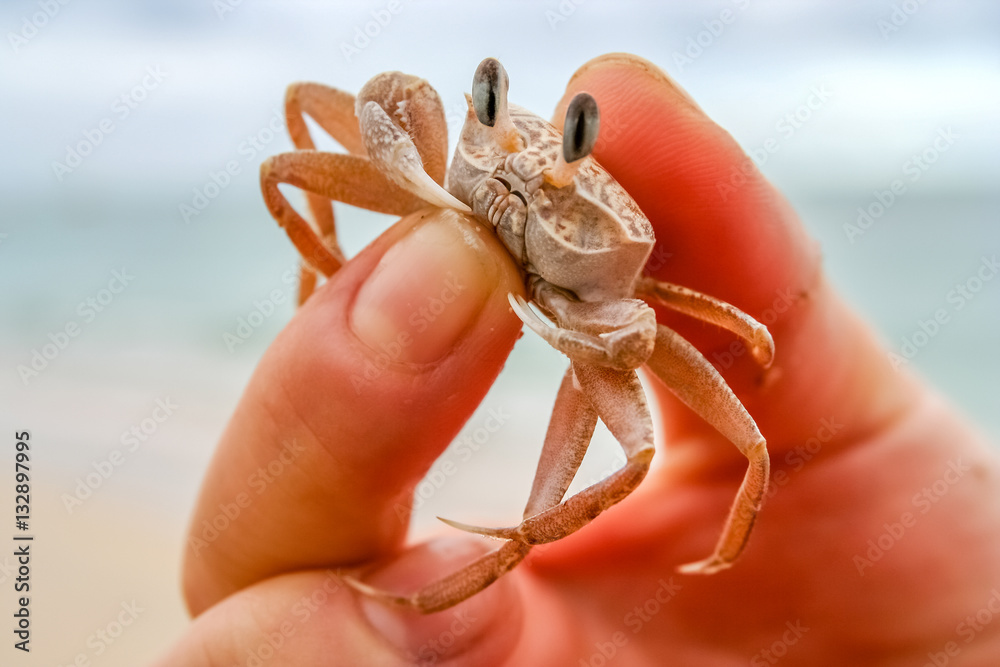 Tiny crab in human hand