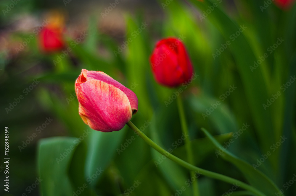 Flower tulips background. Beautiful view of red tulips in the garden.