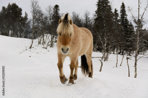 Przewalski's horse walking trough the snow in the park