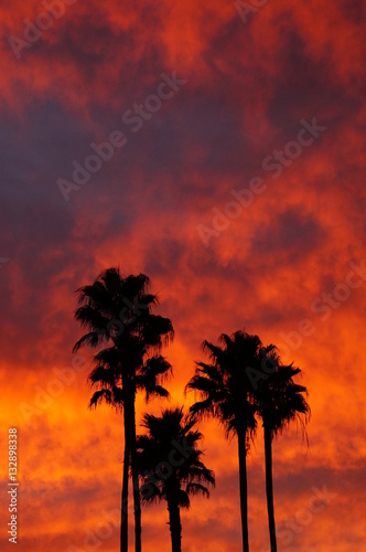 Palm Tree Sunset