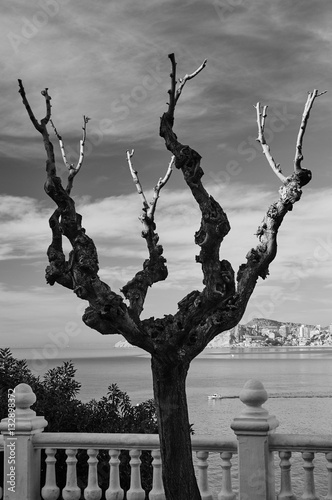 Spindly Tree