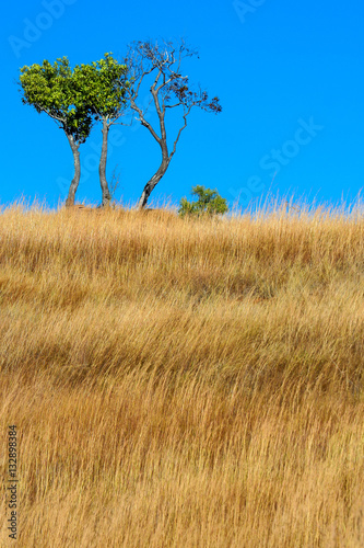 Tree in the grassland