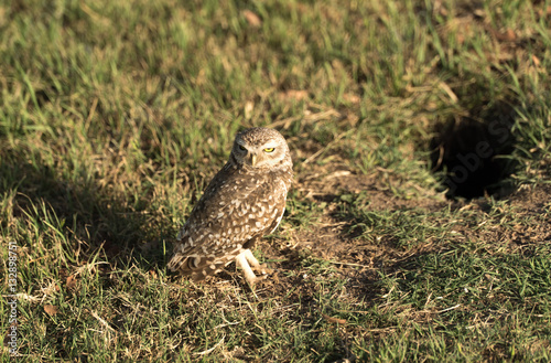 Owl on the grass