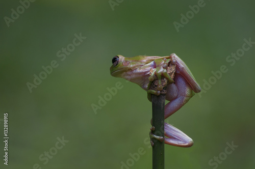 macro closeup of green forest tree frog hanging on a twig