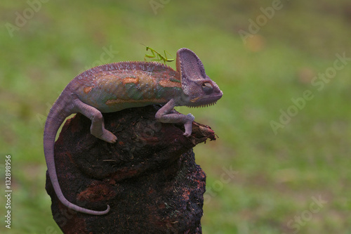 macro closeup of veiled chameleon (chamaeleo calyptratus) with mantis on the head siting on the wood. photo