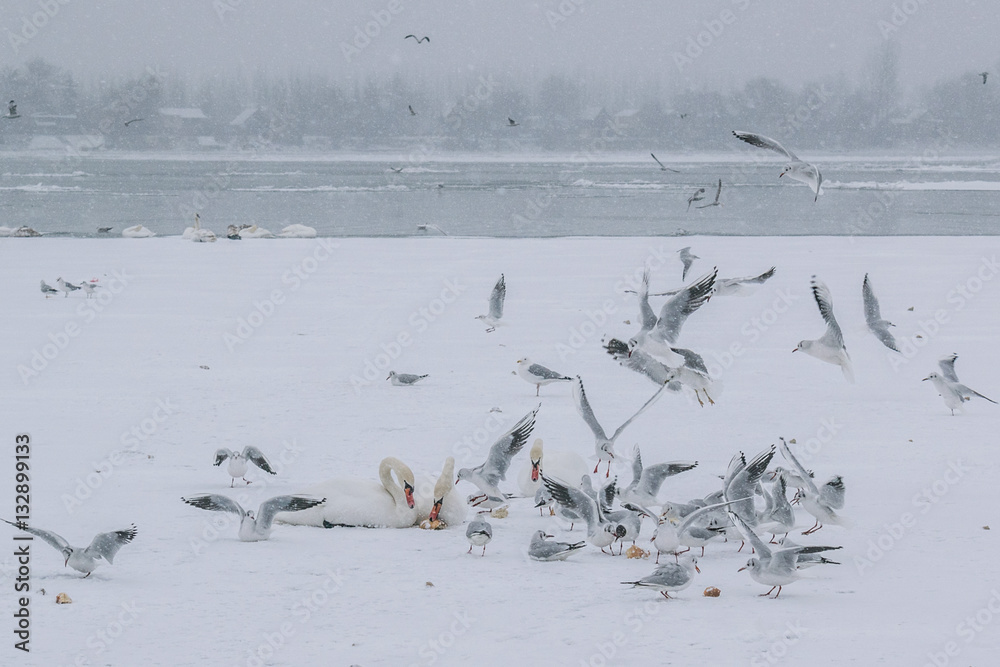 Fototapeta premium Frozen Danube river with swans and seagulls eating