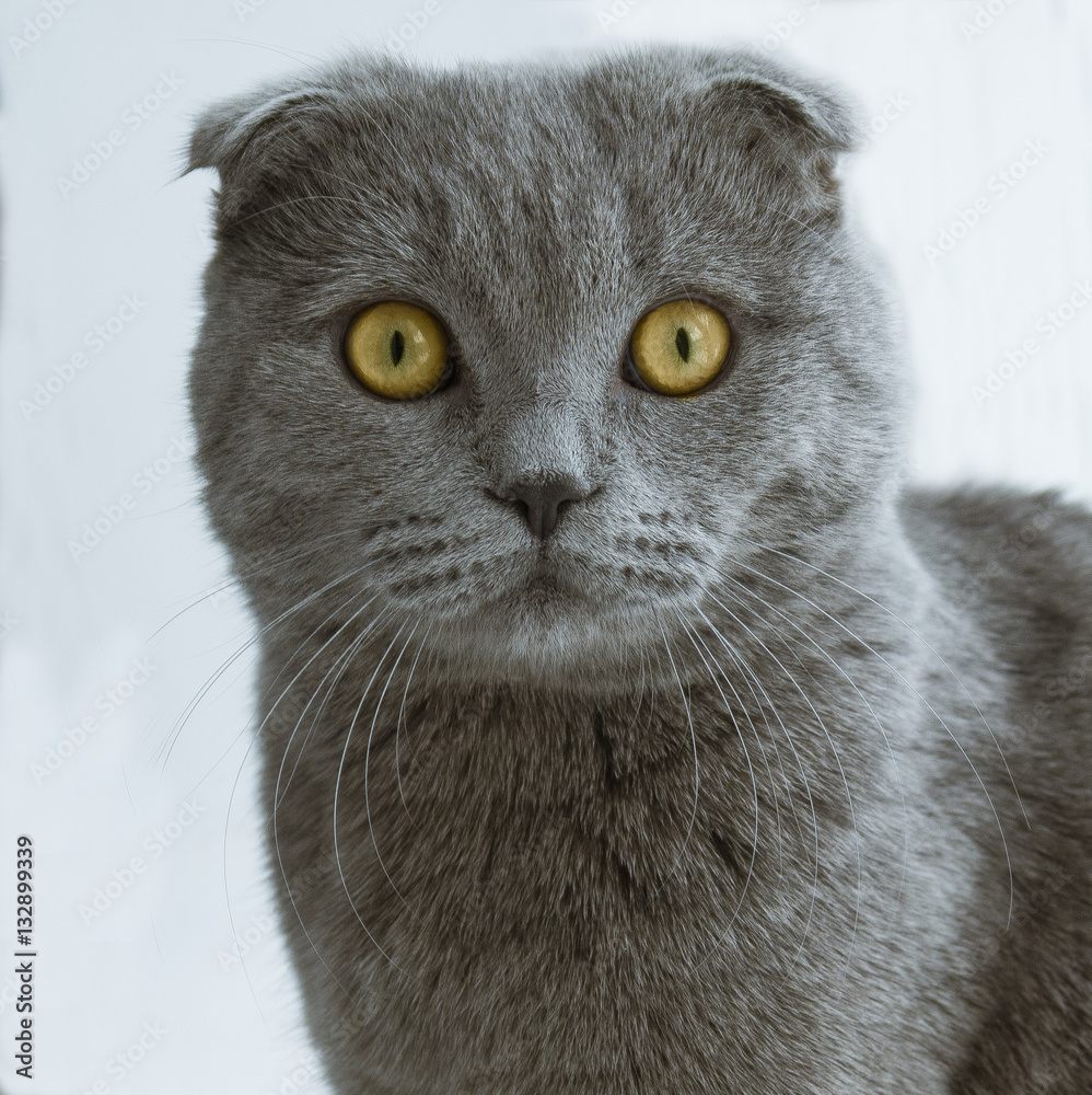 Scottish Fold. gray cat. yellow eyes