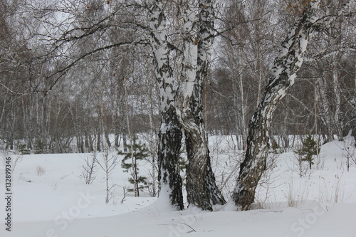 Winter landscape in white birches forest 30003