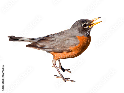 American Robin Isolated on White Background