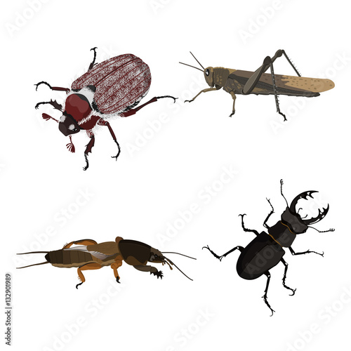 Insects on a white background.