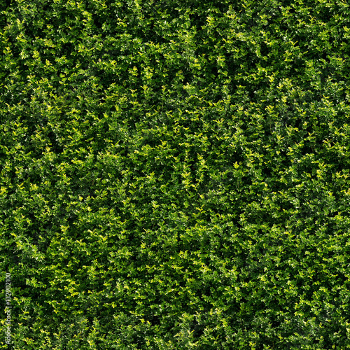 Seamless tileable texture - green wall hedge foliage 01