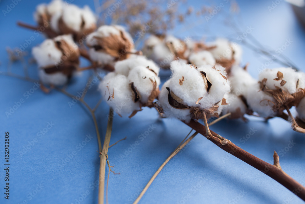 Blue background with branch of cotton plant Blue background with branch of cotton plant