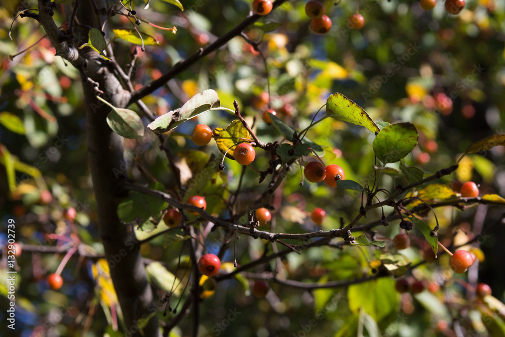 Crab Apples in the Fall