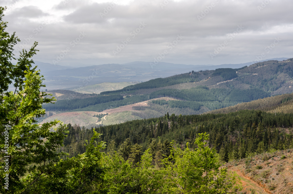 Panoramic above pine forests in Bio Bio Region, Chile Panoramic above pine forests in Bio Bio Region, Chile