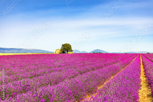 Lavender flowers blooming field, house tree. Provence, France