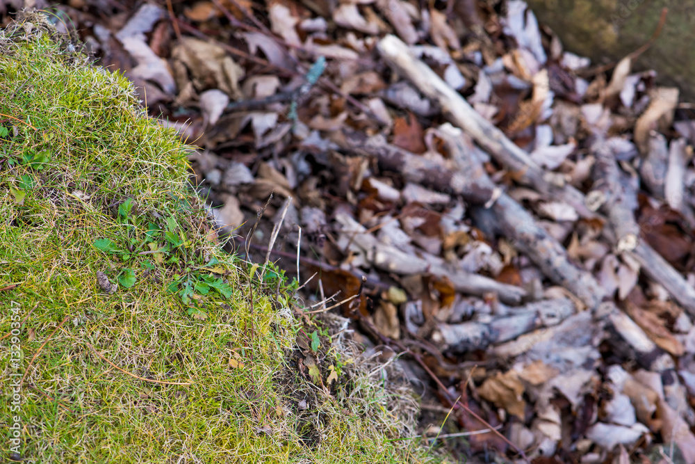 Grass background of dry wood in natural light
