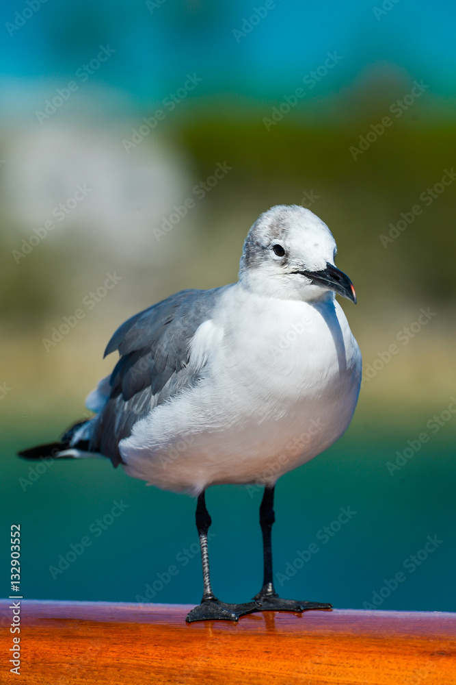Seagull standing on the railing in natural light Seagull standing on the railing in natural light