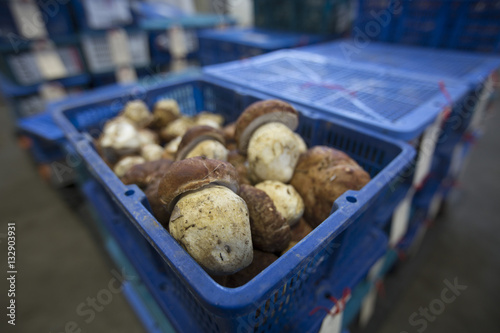 Boletes