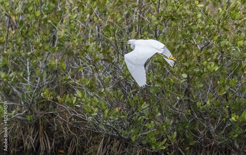 Merritt Island wildlife/birds photo