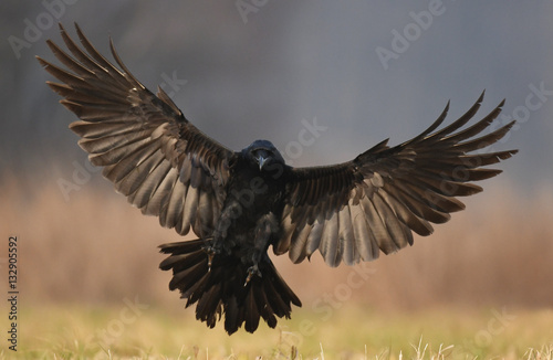 Common Raven (Corvus corax) © Piotr Krzeslak