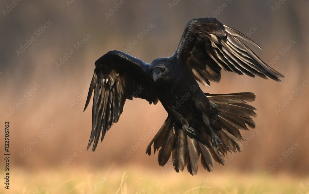 Common Raven (Corvus corax) Common Raven (Corvus corax)