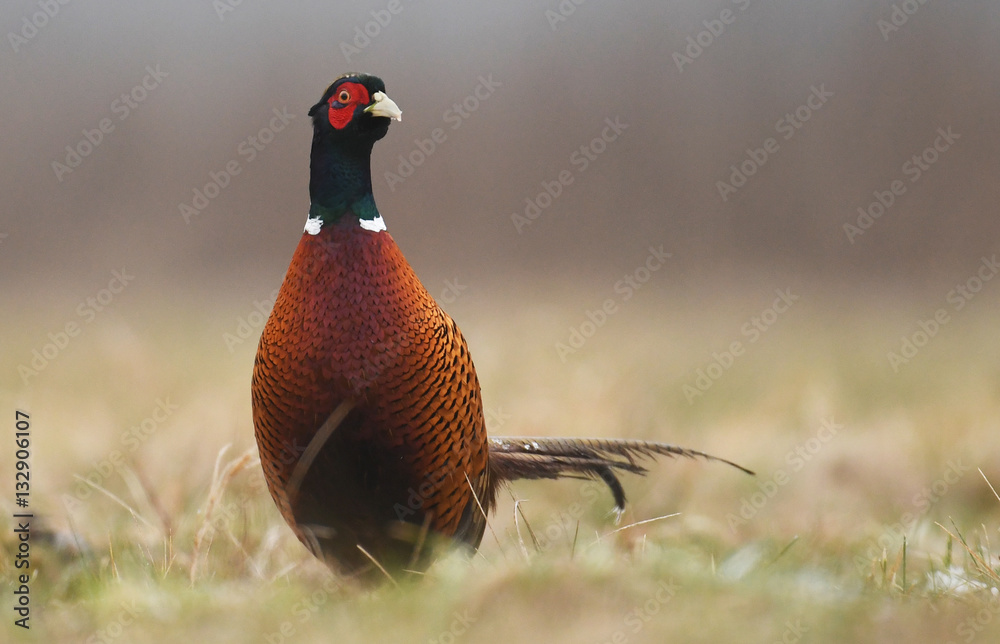 Fototapeta premium Ringneck Pheasant (Phasianus colchicus)