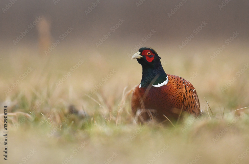 custom made wallpaper toronto digitalRingneck Pheasant (Phasianus colchicus)