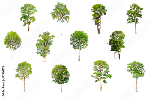 Isolated trees on white background   Trees collection.