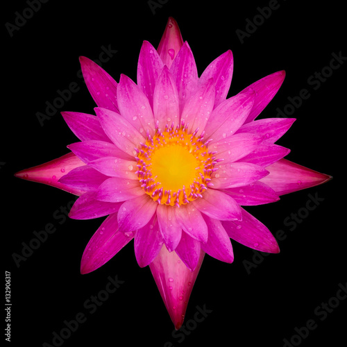 top view of the lotus on black background