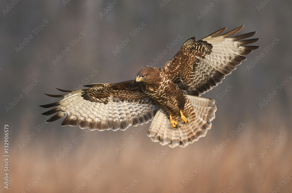 Fototapeta premium Myszołów zwyczajny (Buteo buteo)
