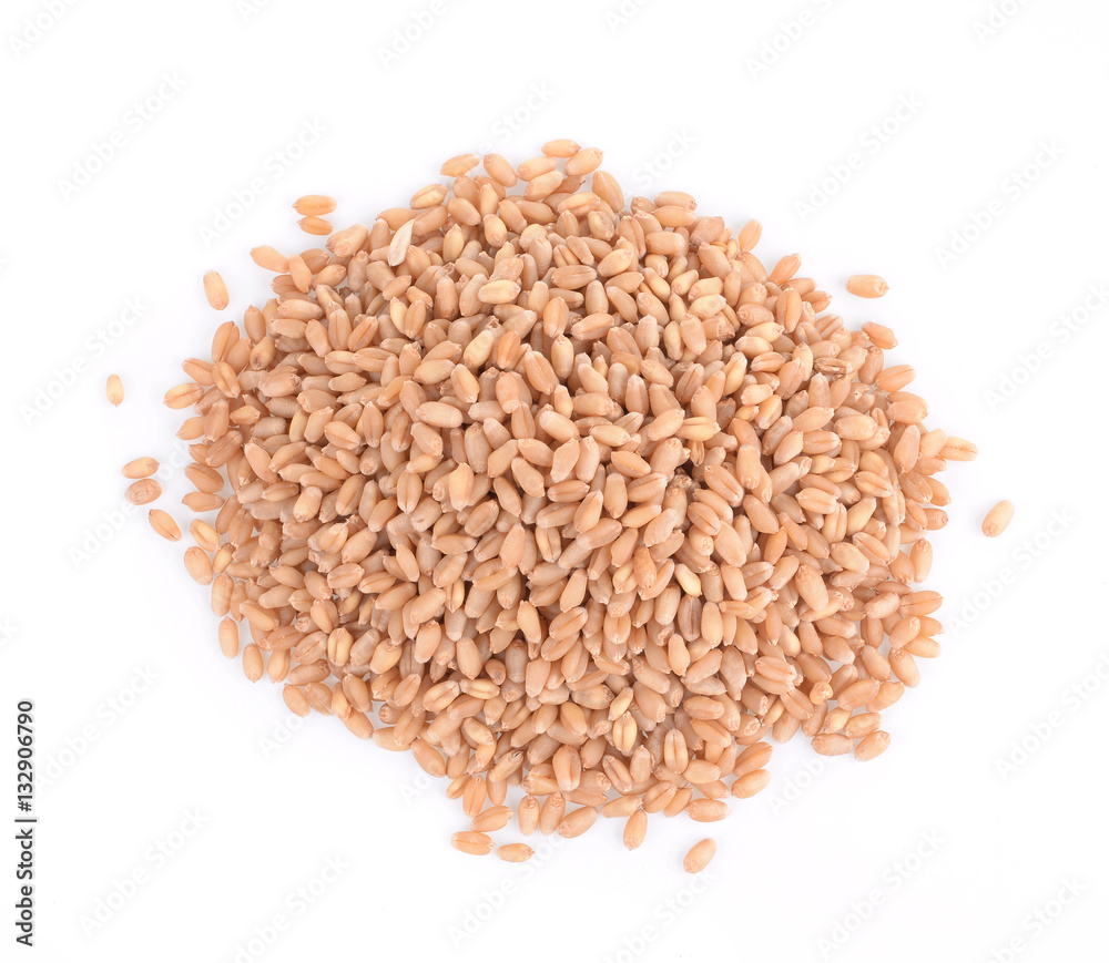 Millet Grass isolated on white Millet Grass isolated on white